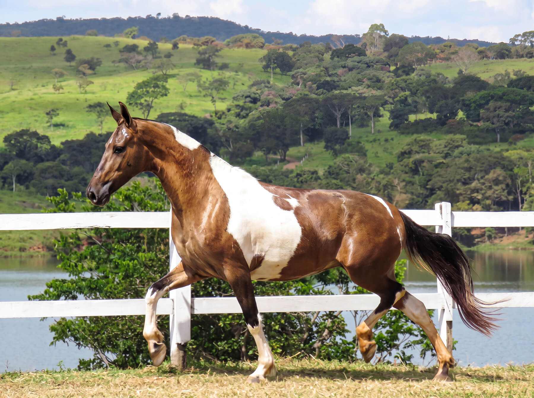 Cavalo campolina malhado trotando diante do Lago Corumbá IV e das colinas verdes ao redor da Villa Sinhá Ana.