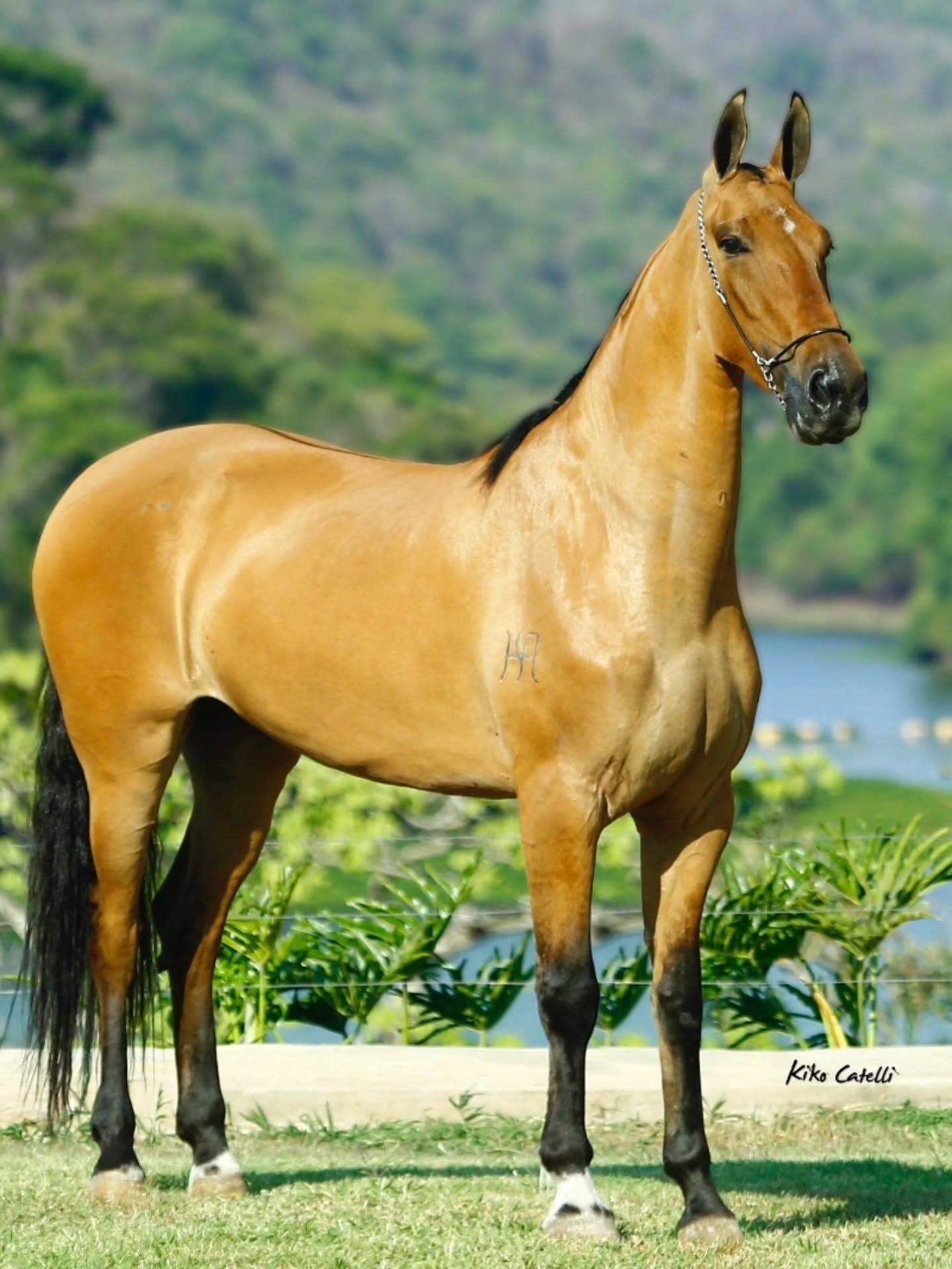 Cavalo do haras da Villa Sinhá Ana em frente à paisagem verde e ao lago.