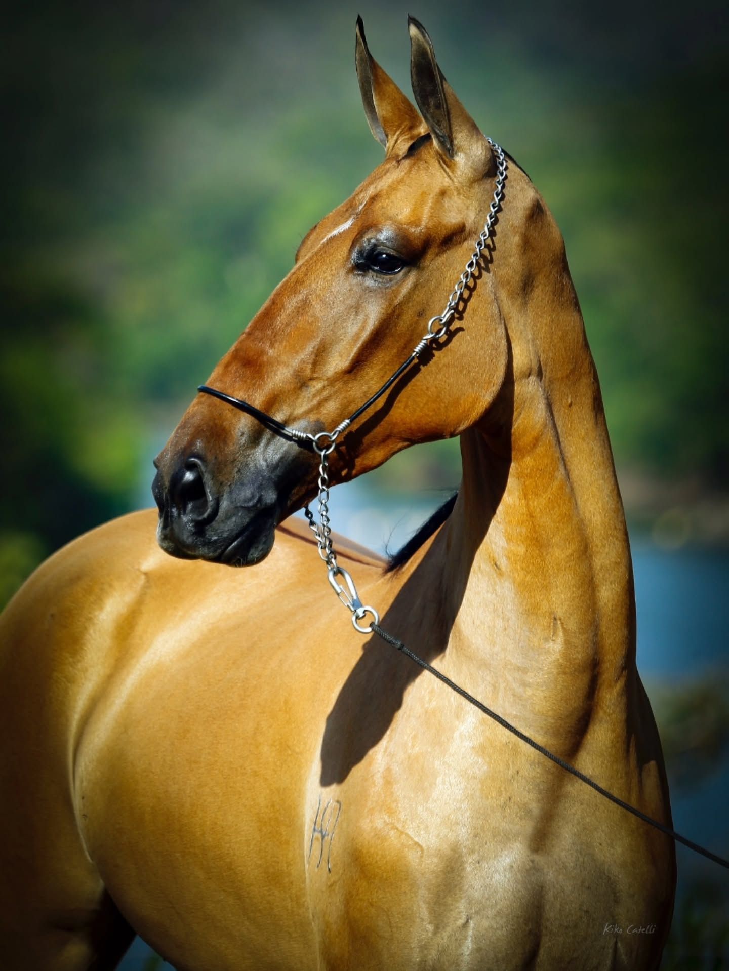 Retrato de um cavalo do Haras Sinhá Ana